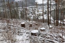 SW Rote Hardt - Richtung Hundskopf und Lehrberg - zwischen Hirthsgrund und Rote Hardt