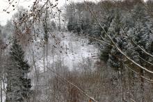 Rote Hardt - Hang aufwärts - etwas versteckt - vom Rundweg - Bad Laasphe - Nord 30