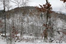 SW Rote Hardt - Richtung Hundskopf und Lehrberg - zwischen Hirthsgrund und Rote Hardt