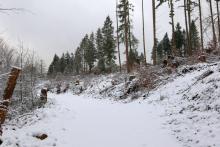 Zwischen Fredehölzchen und Hundskopf - Hang aufwärts vom Weg - Sackgasse mit Lagerplatz für Holz