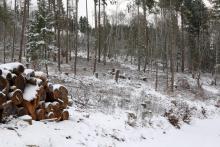 Zwischen Fredehölzchen und Hundskopf - Hang aufwärts vom Weg - Sackgasse mit Lagerplatz für Holz