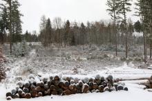 Zwischen Fredehölzchen und Hundskopf - Hang aufwärts vom Weg - Sackgasse mit Lagerplatz für Holz