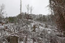 auf dem &quot;Hundskopf&quot; östliche Flanke - zwischen Hundskopf und Hundsrück