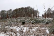 auf dem &quot;Hundskopf&quot; östliche Flanke - zwischen Hundskopf und Hundsrück