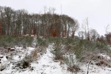 auf dem &quot;Hundskopf&quot; östliche Flanke - zwischen Hundskopf und Hundsrück