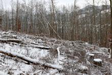 Lehrberg - S/W Flanke