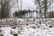 östliche Bergflanke &quot;Fang&quot; (466 m) - Bad Laasphe-Nord 36