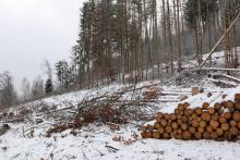 östliche Bergflanke &quot;Fang&quot; (466 m) - Bad Laasphe-Nord 36