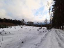 Die verbliebenen Bäume sind dem Wind schutzlos ausgeliefert.