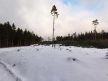 Die verbliebenen Bäume sind dem Wind schutzlos ausgeliefert.
