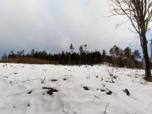 Die verbliebenen Bäume sind dem Wind schutzlos ausgeliefert.
