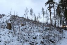 Buhl-Berg - N/W-Flanke