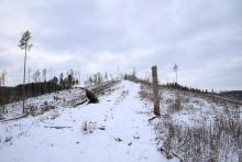 Schafsberg - Bad Laasphe-Süd 5