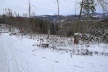 Waldfläche neben &quot;Ziegenbach&quot; - Bad Laasphe-Süd 6 - unterhalb &quot;Schafsberg&quot; östlich