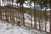 Unterhalb Hugo-Kracht-Hütte -  am Wanderweg A5 / L1 / L - im Kurvenbereich