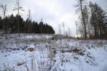 Nördlich &quot;Gebrannte Kopf&quot; - Bad Laasphe-Süd 9