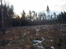 Wieder ein Kahlschlag