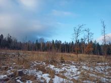 Wieder ein Kahlschlag