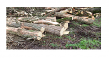 gefällte Stämme