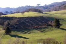 Wäldchen - zwischen &quot;Rabental&quot; und &quot;Hinterm Feldberg rechts des Weges&quot; - zwischen Bad Laasphe und Puderbach