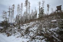 vom Gipfel &quot;Gebrannte Kopf&quot; in S/W-Richtung bis zur Wildwiese mit Hochsitz und dem Waldweg