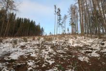 vom Gipfel &quot;Gebrannte Kopf&quot; in S/W-Richtung bis zur Wildwiese mit Hochsitz und dem Waldweg