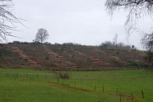 Wäldchen - zwischen &quot;Rabental&quot; und &quot;Hinterm Feldberg rechts des Weges&quot; - zwischen Bad Laasphe und Puderbach