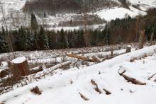 Waldweg oberhalb Wanderweg A5/L1/L von Hugo-Kracht-Hütte - W/S vom &quot;Gebrannten Kopf&quot;