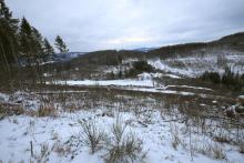 Waldweg oberhalb Wanderweg A5/L1/L von Hugo-Kracht-Hütte - W/S vom &quot;Gebrannten Kopf&quot;