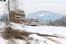 Kahlschlag Birkeacker - Weg zum Hülshof - Wen zum Harfeld
