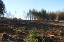 Kahlschlag Birkeacker - Weg zum Hülshof - Wen zum Harfeld
