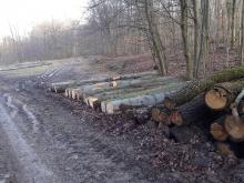 Naturschutzgebiet Ochsengrundweg