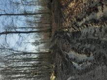 Naturschutzgebiet Ochsengrundweg