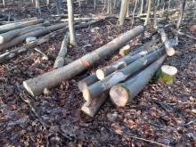 Istrup Gemeinde Brakel/Höxter ab Heimkehrerkapelle