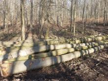 Modexer Wald, Kreis Höxter