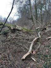 Rheder Naturschutzgebiet Sieseberg