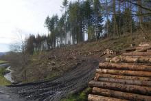 an der L903 Puderbach - Richstein - gegenüber &quot;In der alten Wiese&quot;