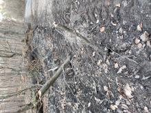 Buchenverjüngung abgesenst und umgedrückt