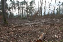 Breidenstein - Hessen - oberhalb Endebergsfeld - unterhalb Wanderweg A4 / L zum Entenberg
