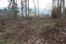 Breidenstein - Hessen - oberhalb Endebergsfeld - unterhalb Wanderweg A4 / L zum Entenberg