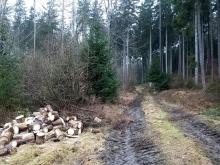 Aus dem Trampelpfad wird eine unbefestigte Straße