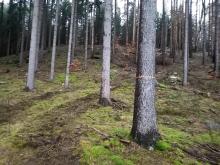 Der nächste Kahlschlag schon vorbereitet?