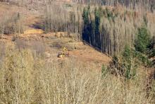 nördlich Puderbach - am Wanderweg A1 - Update vom 26.2.2023