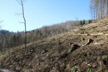 nördlich Puderbach - am Wanderweg A1 - Update vom 26.2.2023