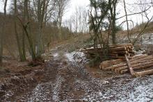 nördlich Puderbach - am Wanderweg A1 - Update vom 26.2.2023