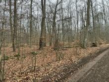 Überall junge Buchen entfernt vom Weg abgehackt