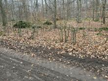 Überall junge Buchen entfernt vom Weg abgehackt