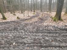 Vom ramponierten Weg in den Wald gefahren und massive Zerstörung der Humusschicht herbeigeführt