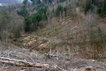 Nähe Lahnbach - am Wanderweg L - Nähe zum Lehmberg