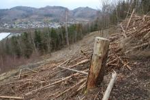 Entenberg Nordflanke - zwischen dem Wanderweg A 4 / Lahnwanderweg und Wanderweg L